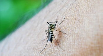 Saúde reforça protocolos contra dengue nos hospitais estaduais